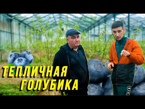 Видео: Голубика в теплице// Ты должен это знать