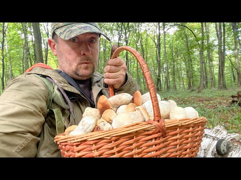 Видео: Третього жовтня 2024 в обід 🥗 після дощу до лісу..попри дороги набрав повний кошик 🧺 білих грибів