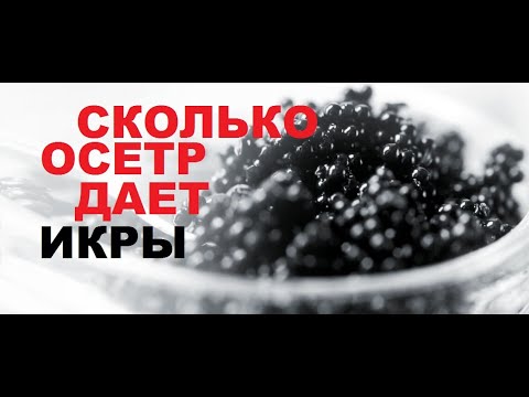 Видео: СКОЛЬКО ОСЕТР ДАЕТ ИКРЫ