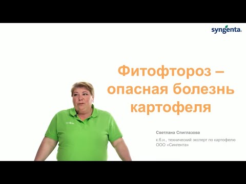 Видео: Фитофтороз — опасная болезнь картофеля!