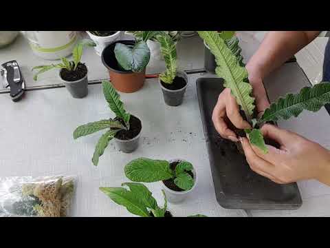 Видео: Пересадка деток стрептокарпусов, самый любимый момент