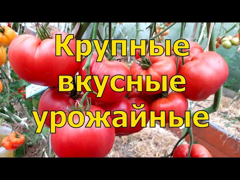 Видео: 5 сортов ТОМАТОВ, которые УДИВИЛИ УРОЖАЙНОСТЬЮ и хорошим ВКУСОМ даже В ТАКОЕ ЛЕТО