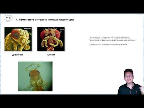 Видео: Экзамен по биологии | ПРЕПАРАТЫ