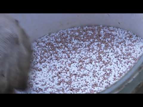 Видео: Зеленый сад фильм № 337 "Огурцы. Сад. Томаты." 22.05.21г. Хабаровск (zeleniisad.ru)