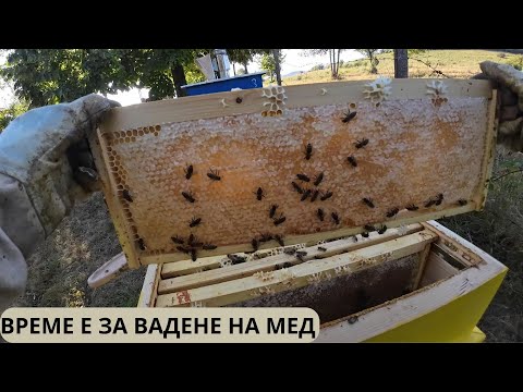 Видео: ВРЕМЕ Е ЗА ВАДЕНЕ НА МЕД