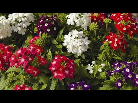 Видео: Посев вербены. Сорт Обсешн
