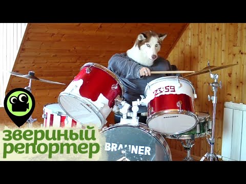 Видео: Звериный репортер. Самые смешные видео про животных. Пес-барабанщик, дружелюбная рыбка и котики
