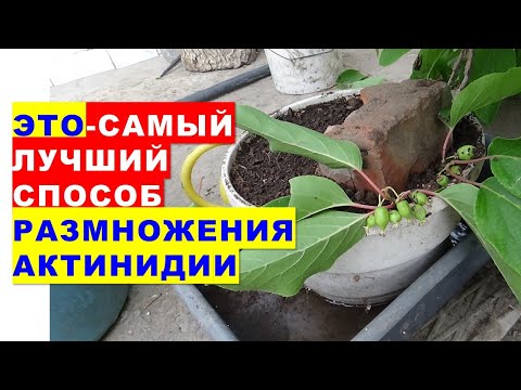 Видео: Самый лучший способ размножения актинидии - 100% укоренение