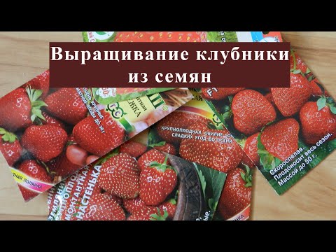 Видео: Выращивание клубники из семян