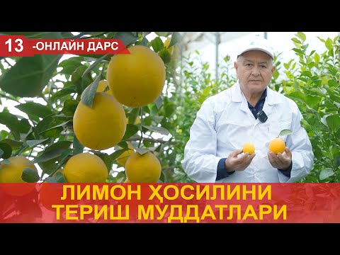 Видео: Лимон ҳосилини териш муддатлари!