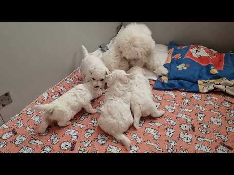 Видео: Щенки разного возраста 🧸 #БишонФризе #kennelBrightStarDog #bichon_kp #puppybichonfrise #dog