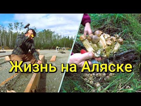 Видео: Жизнь на Аляске. Стройка дома. Грибы жареная курица.