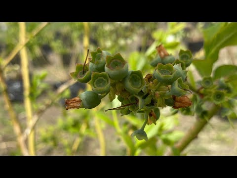 Видео: Ягода голубики в апреле, подкормки через фертигацию, а так же по листу, подробное питание