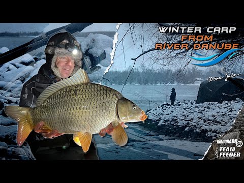 Видео: Döme Gábor - Рыбалка на карпа в январе на Дунае