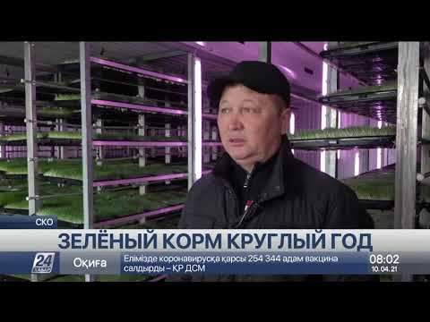 Видео: Зелёный корм круглый год: фермеры в СКО осваивают гидропонику