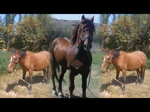 Видео: 1 БАЙТАЛ БУҒУЗ 2 САР БУКА КАРПАТИ ФУРИШИ ТЕЛ 902.21.31.91...+7977.757.91.91 ВАТСАБ 