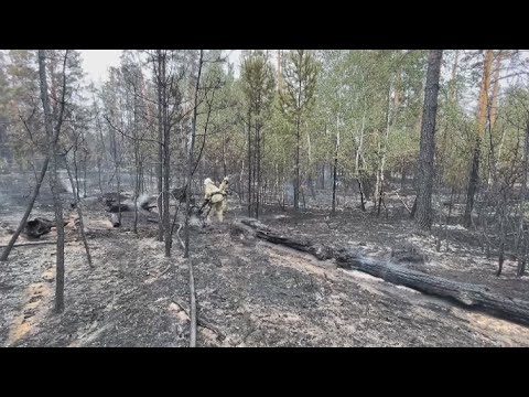 Видео: «Семей орманы» резерватының ортайып қалғанына жергілікті халық алаңдаулы