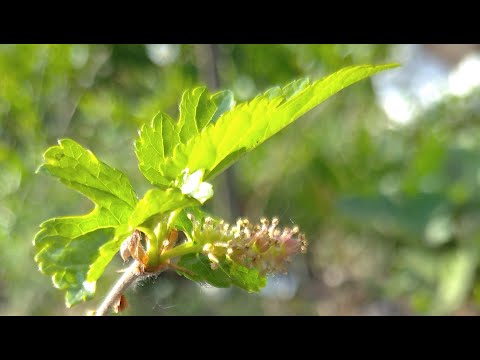 Видео: Шелковичный FAQ: А вдруг саженец окажется мужским растением?