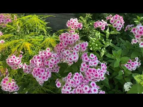 Видео: Мой сад , прогулка по саду