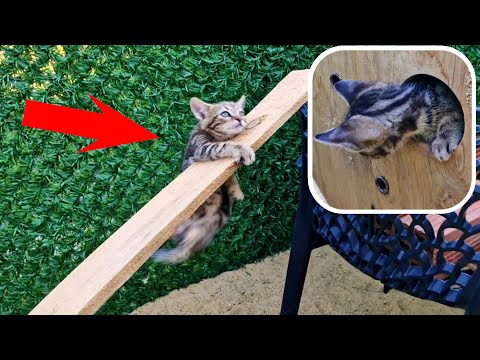Видео: Соревнование по выходу из лабиринта с тремя маленькими котятами!!!