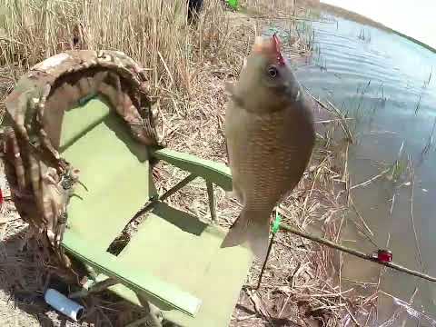Видео: Весенняя рыбалка на поплавок!!! Бешеный клёв карася на реке Донская Царица!!!