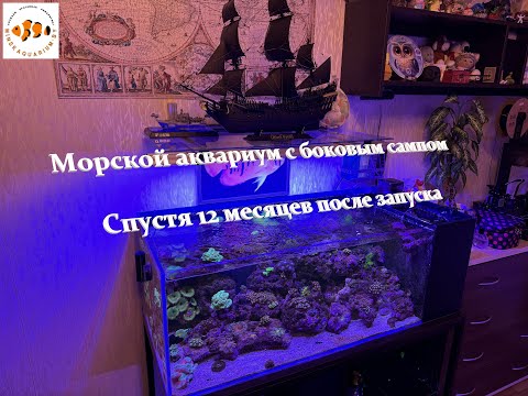 Видео: Морской аквариум 200 литров. Год после запуска.