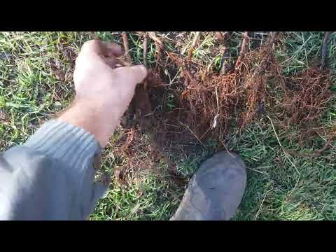 Видео: САДЖАНЦІ МАЛИНИ НЕ КУПУЙТЕ!!! в "yagodka.com.ua", Евгения "Жеки Глебова".