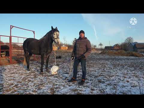Видео: Если лошадь тянет,если лошадь не слушается, что делать? :)