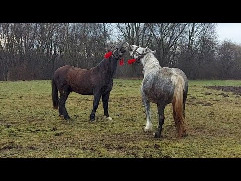 Видео: 🥁📢Гарна кобила і лошак на продаж 💸🪙у Пасимка. Приємно поспілкуватися з досвідченим конярем😉💪👍