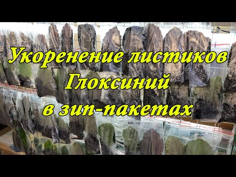 Видео: Укоренение листиков Глоксиний в zip-пакетах