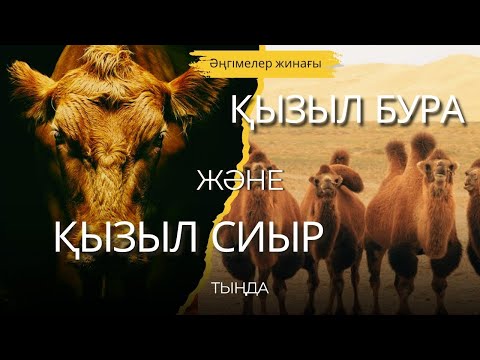 Видео: ҚЫЗЫЛ СИЫР және ҚЫЗЫЛ БУРА. ӘҢГІМЕЛЕР ЖИНАҒЫ. #аудиокітап #әңгіме 