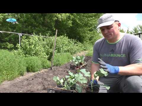 Видео: Высадка рассады капусты брокколи!