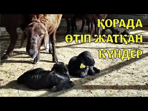 Видео: Шаруаның қорадағы 1күндік уақыты, қалай өтуде. Мал шаруашылығы