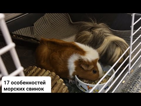 Видео: 17 особенностей морских свинок (болталочка)