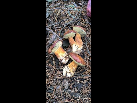 Видео: Тихая охота 04.11.2025