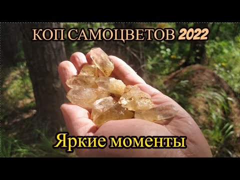 Видео: КОП САМОЦВЕТОВ 2022. Яркие моменты.