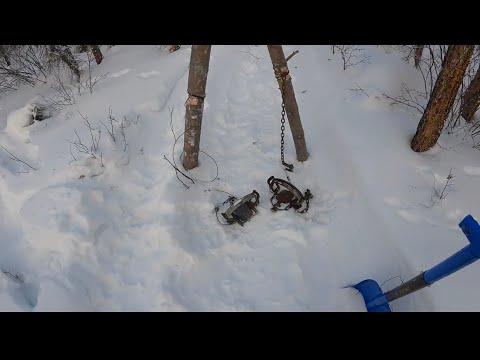 Видео: Охота на росомах и волков на Аляске 2023 (Эпизод 6)