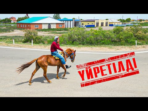 Видео: Асау жиренді Мейрамбек палуан бауырым үйретіп әкелді.