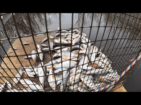 Видео: Ловим рыбу мордушкой, катиской, кубарём, эти снасти не перестают меня удивлять.