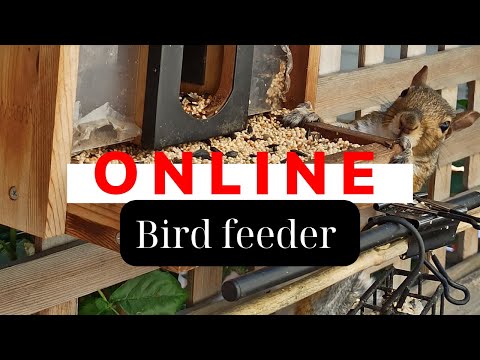 Видео: Bird feeding online cam 🐦📺🐿️ | Годівниця онлайн #bird  #feeding  #online  #cam