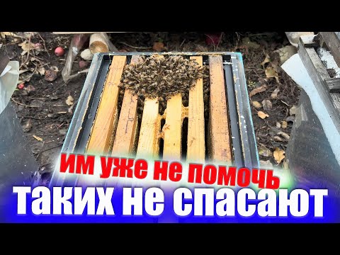 Видео: Пчелы, которые не могут перезимовать зимой на пасеке, их не спасают. Гибель пчел зимой