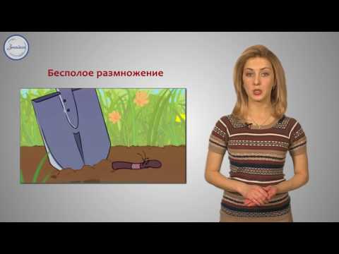 Видео: Биология 7 класс. Тип Кольчатые черви  Класс Многощетинковые