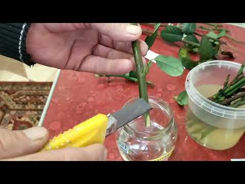 Видео: Корневин и мёд.Для черенкования роз.