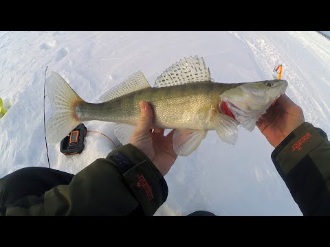 Видео: ОБНОВИЛ КОМПЛЕКТ НА СУДАЧКА, зимняя рыбалка на Обском водохранилище! Ловля судака на вибы