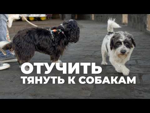 Видео: Отучить тянуть к собакам 🐶 Научить проходить мимо других