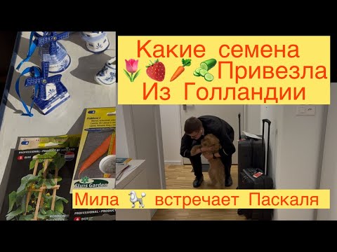 Видео: КАКИЕ СЕМЕНА ПРИВЕЗЛА 🌷🥕🥒🍓ИЗ ГОЛЛАНДИИ !!! МИЛА🐩 ВСТРЕЧАЕТ ПАСКАЛЯ 🛩️✈️