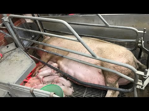 Видео: Станок для опороса!Бокс для опороса!Розмеры станка и бокса!