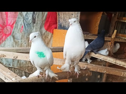 Видео: АНДИЖАНИСКИЙ УЧМА КАБУТАРЛАР KAPTARLARNI ZO'RLARI FLY PIGEON летает голубей шахрихон каптарлари