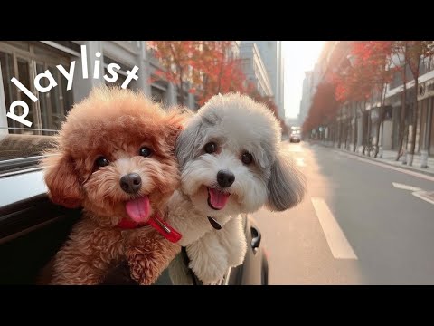 Видео: Плейлист 🎧 Песни для отличного настроения с утра🎵 | Модный осенний плейлист✨ |
