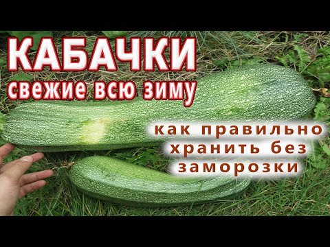 Видео: КАБАЧКИ СВЕЖИЕ ВСЮ ЗИМУ БЕЗ ЗАМОРОЗКИ!🌞САМЫЙ ПРАВИЛЬНЫЙ СПОСОБ ХРАНЕНИЯ КАБАЧКОВ!